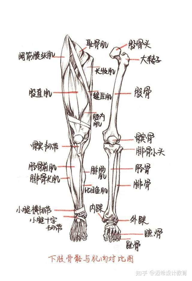 【2022冬奥会什么时间开始/人体结构几何体速写】-第1张图片